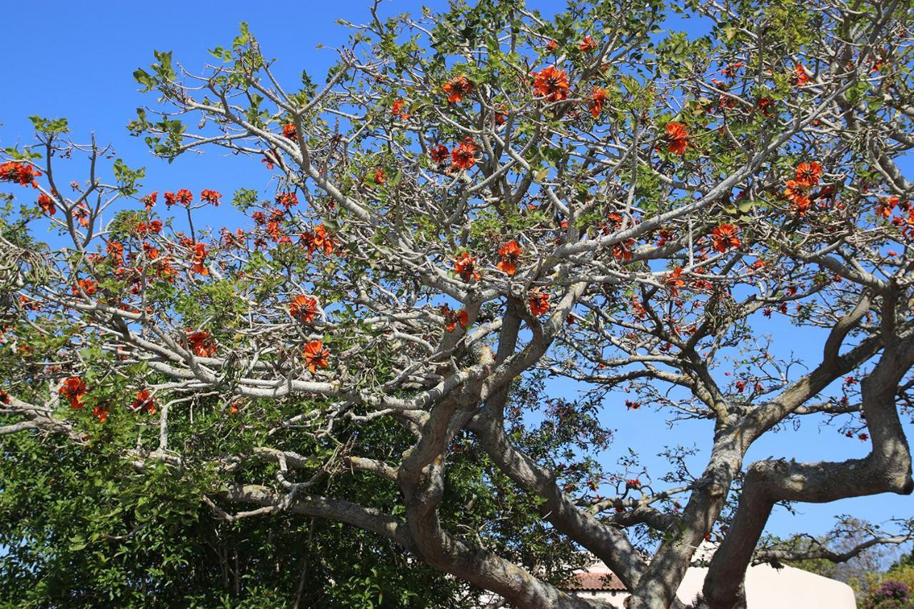 Apartmán Coral Tree Selfcatering St Francis Bay Exteriér fotografie