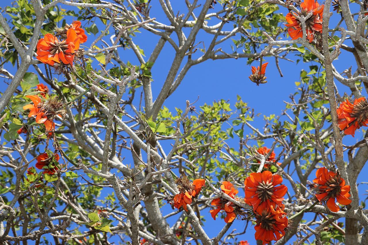 Apartmán Coral Tree Selfcatering St Francis Bay Exteriér fotografie